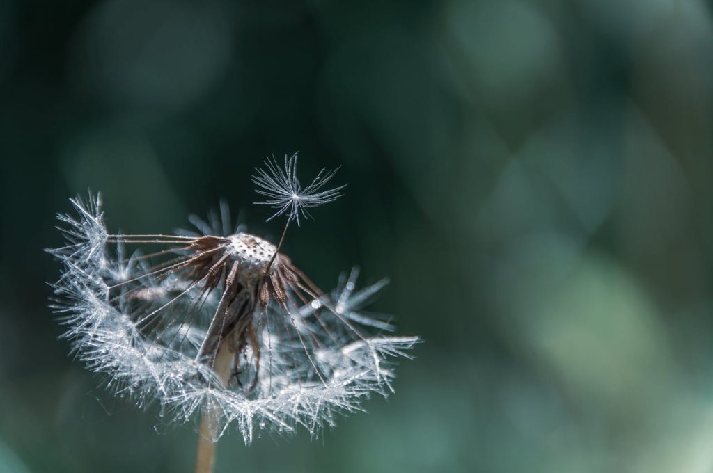 Macro shot of a dandelion seed head with one seed in focus, showcasing natures delicate beauty.