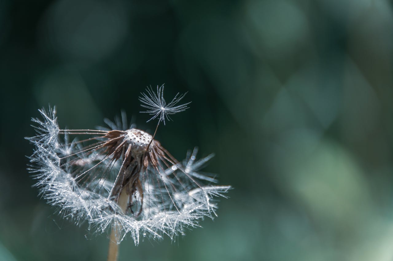 Macro shot of a dandelion seed head with one seed in focus, showcasing natures delicate beauty.